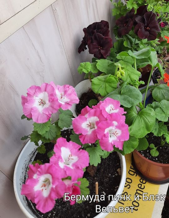 Королевские пеларгонии