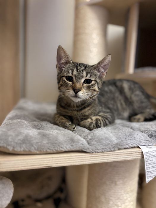 Weasley - kotek do adopcji