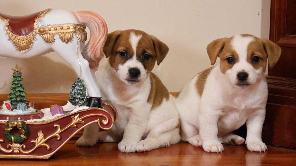 Piękna suczka JRT z hodowli"BREFIO"/badania genetyczne