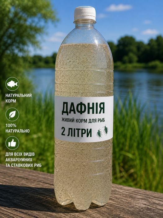 Жива Дафнія Моіна  корм для риб