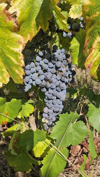Venda de uvas, espadeiras