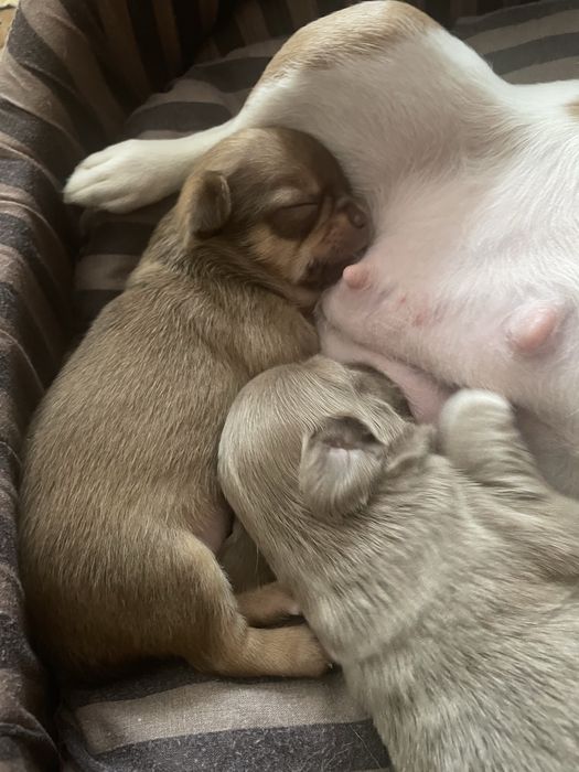 Продам цуценят породи чіахуахуа