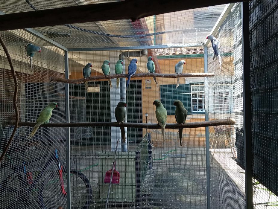 Ring necks aves de 2025