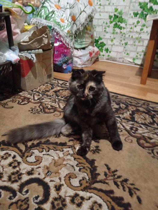 Пропала кошечка Ася