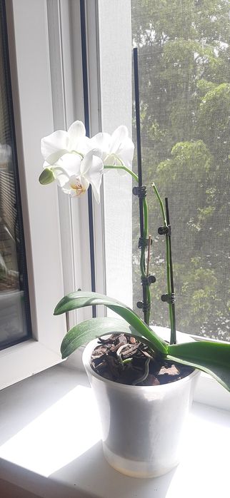 Продам белую орхидею