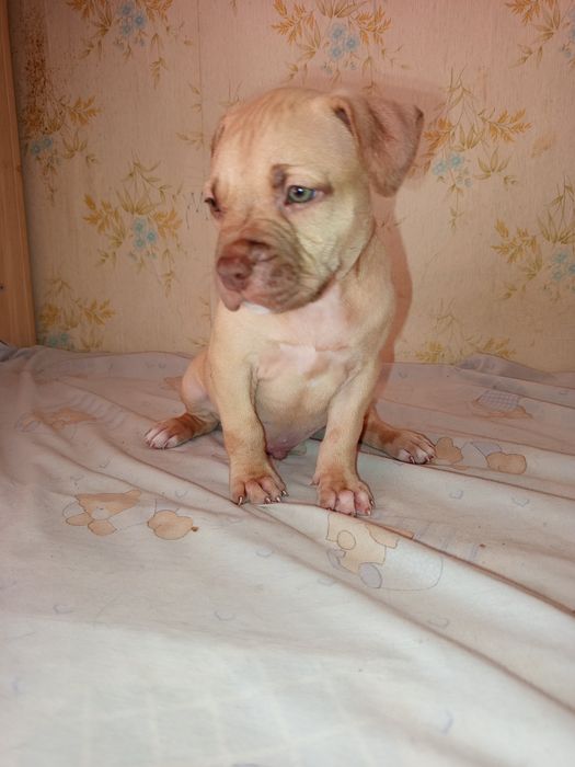 Американский питбуль ищет дом