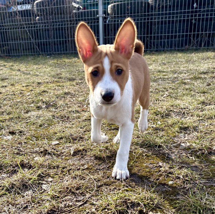 Piesek basenji ze Szczecina