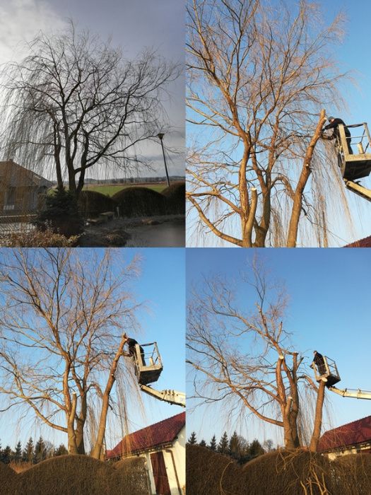 Przycinanie drzew, gałęzi, żywopłotów tuji, wynajem rębaka do gałęzi