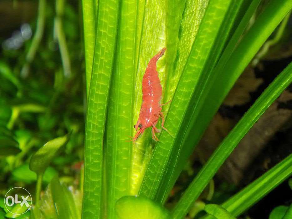 Креветка вишня (Neocaridina davidi var. red)