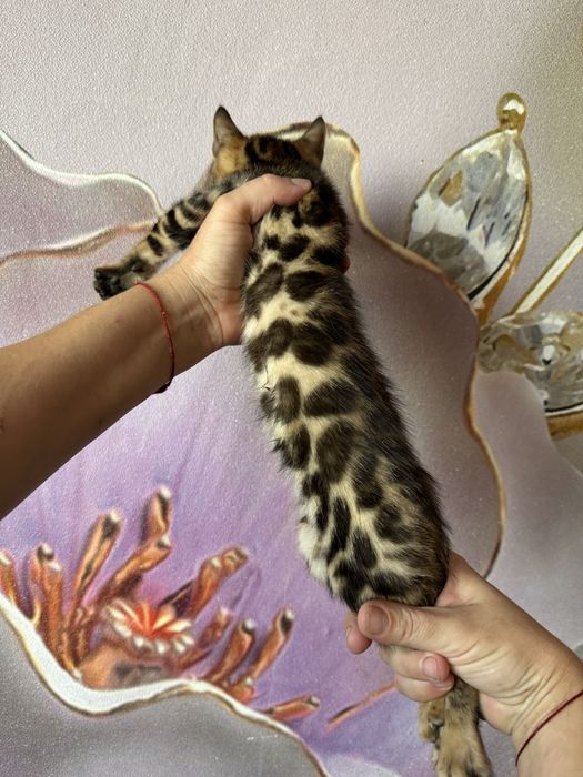 Бенгальские котята