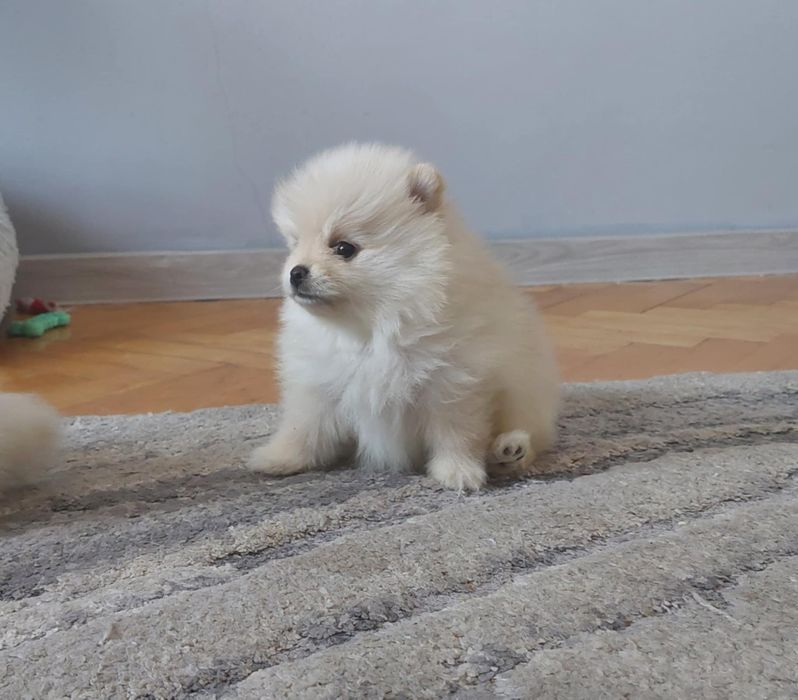 Szpic miniaturowy pomeranian piesek