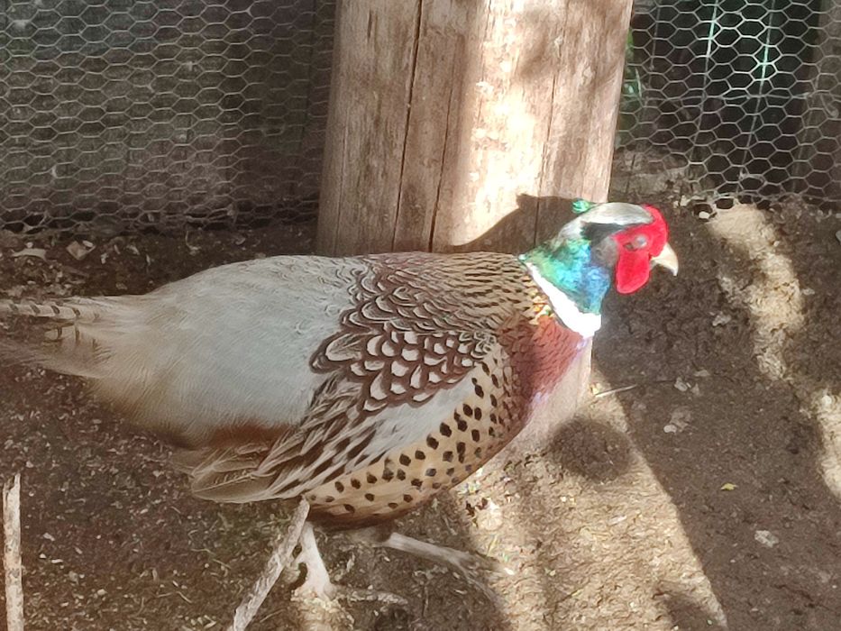 Ovos de faisão fecundados