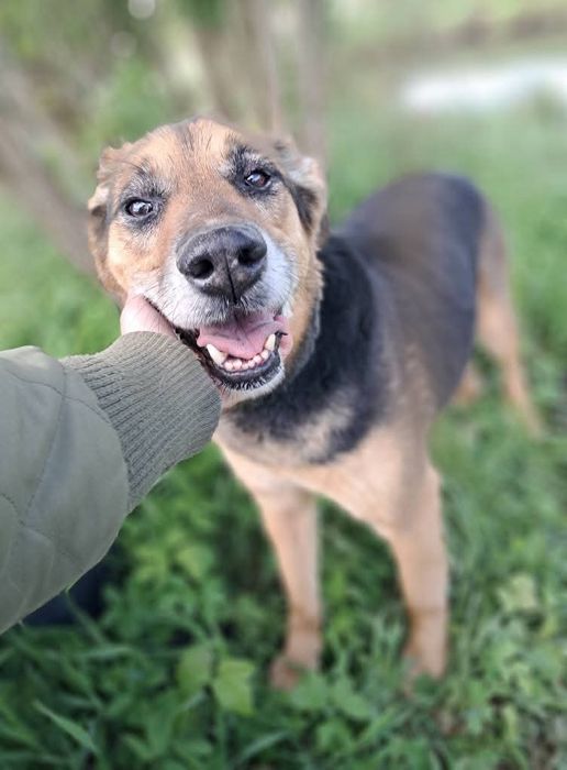 Super Pies Czesio do adopcji