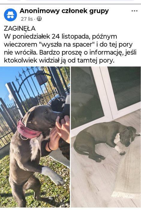 Zaginął pies pitbull terier american