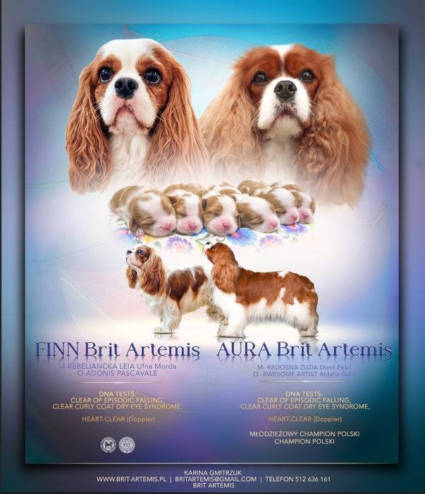 Cavalier King Charles Spaniel FCI ZKwP