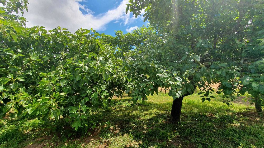 Terreno com Viabilidade de Construção em Castelejo, Fundão - 31.500€