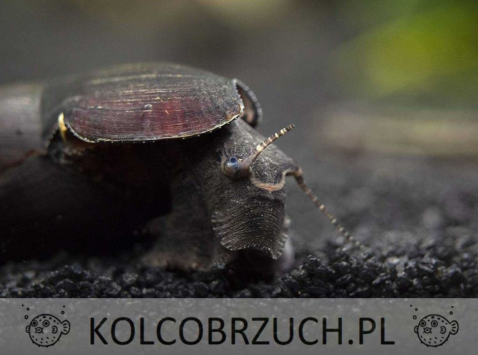 Ślimak CZARNY DIABEŁ - Faunus ater - BLACK DEVIL - dowóz, wysyłka