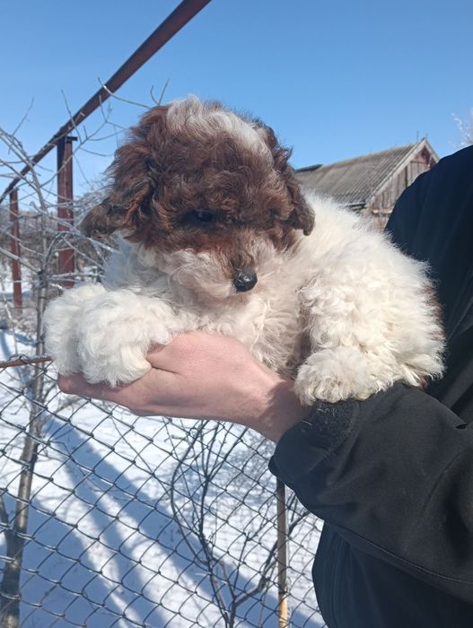 Пудель мініатюра