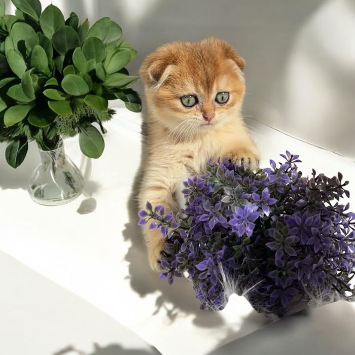 Хлопчик золота шиншила