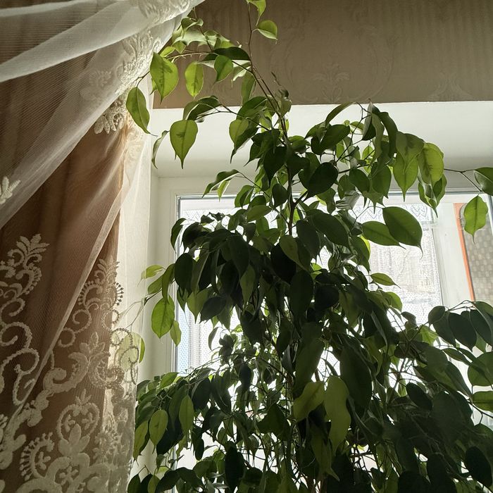 Розкішний фікус Бенджаміна