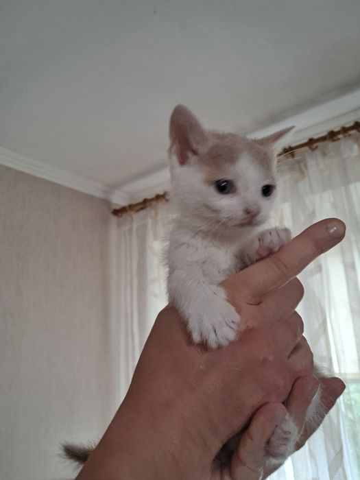 Кошенята в добрі руки