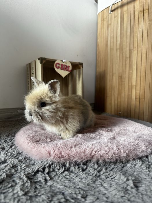 Piękne Karzełki Teddy Długowłose Miniaturki