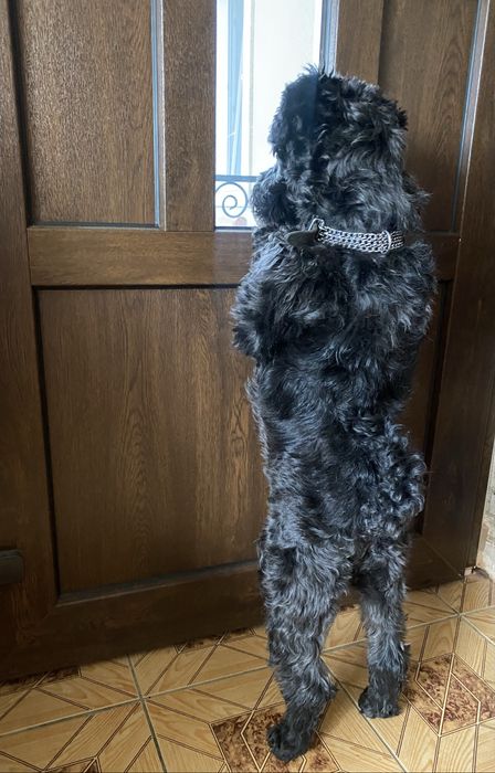 Злучення (вʼязка) хлопчик цвергшнауцер