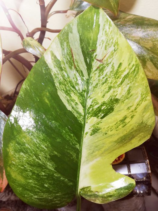 Monstera Marmorata Aurea Yellow Variegata  3 - colour  UNIKAT !  philo