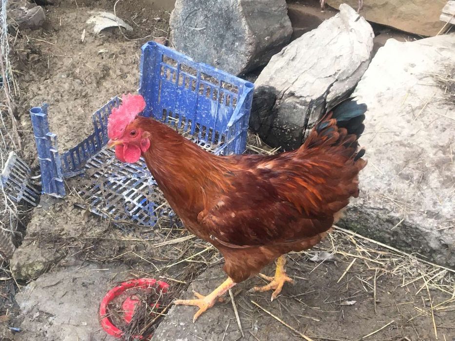 Продається молодий півень