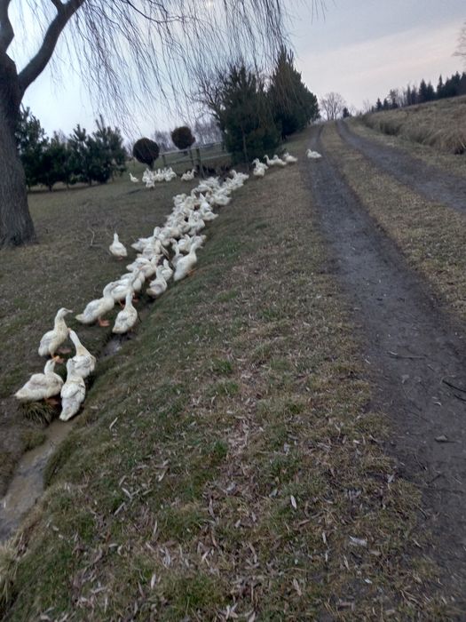 Sprzedam tuszki kaczek