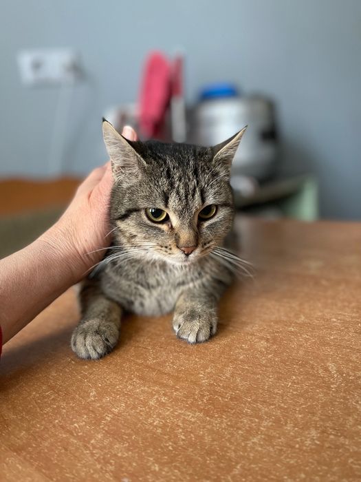 Котята котики отдам котенок мальчик