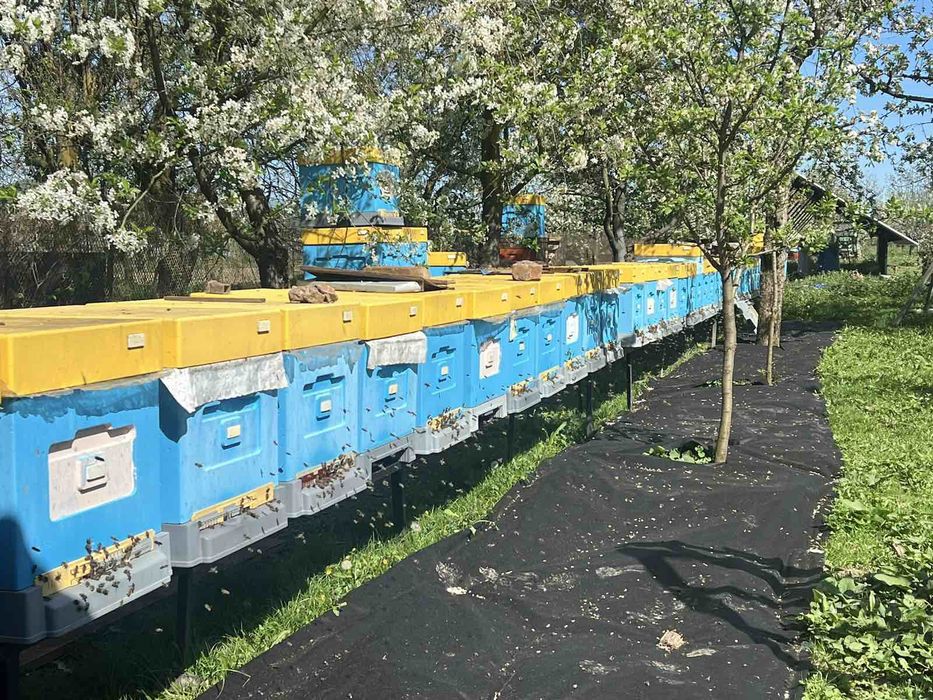 Бджолопакети Карпатка