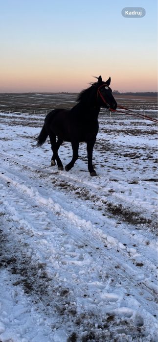 dwie klacze ślaskie