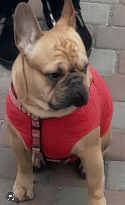 Французский бульдог,мальчик/вязка/
