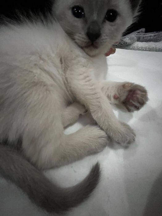 Мальенкий котенок порода сиамская блу пойнт