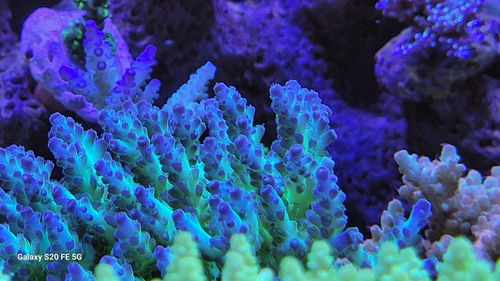 Szczepki acropora,sps Mysłowice-Woj.śląskie