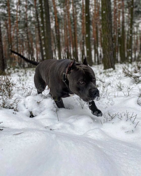 Ам-стаф случка . Родословний .