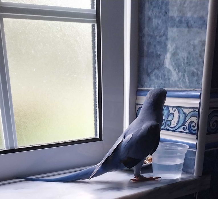 Ring neck violeta mutação