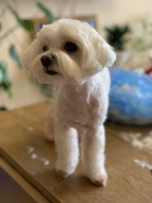 Стрижка собак и котів у Вас вдома. Грумер