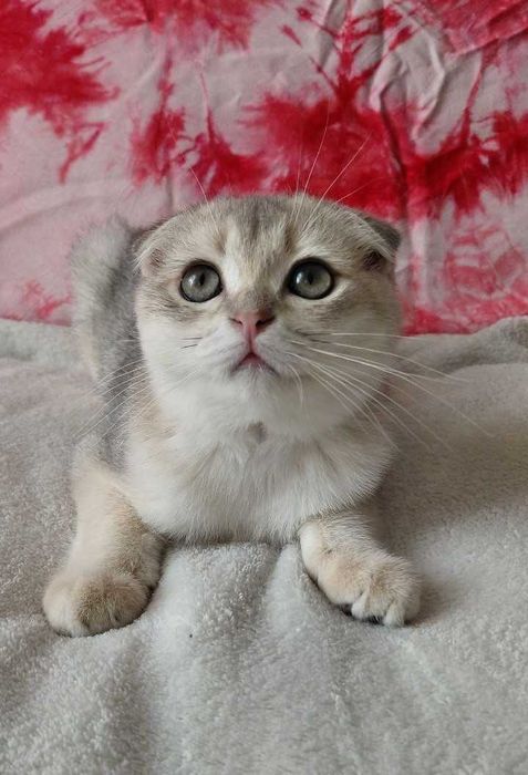 Шотландский вислоухий котик в окрасе голубое золото ау11