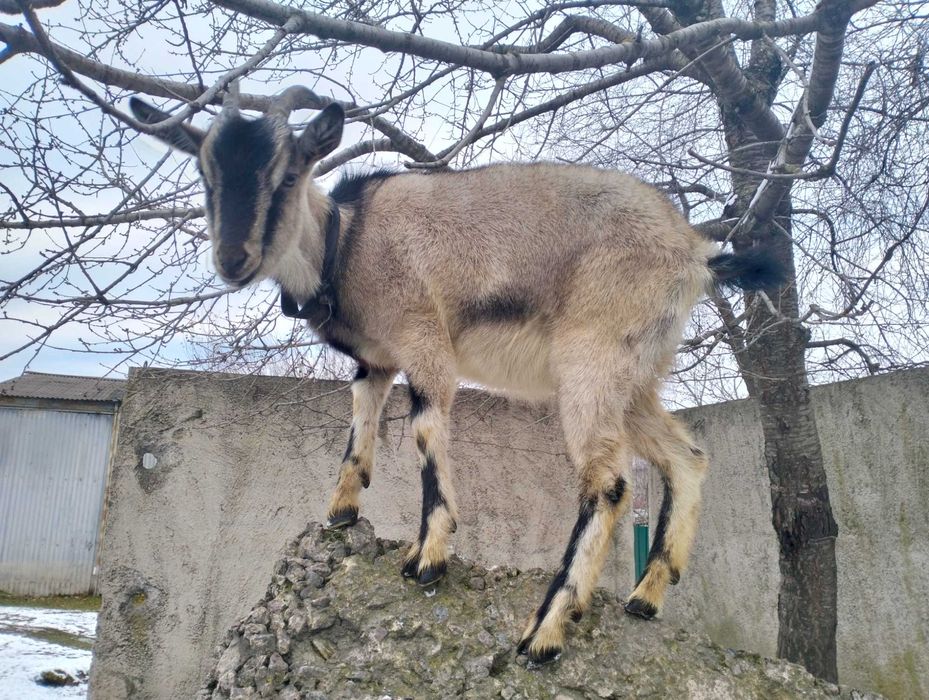 Продаємо вагітну козу.