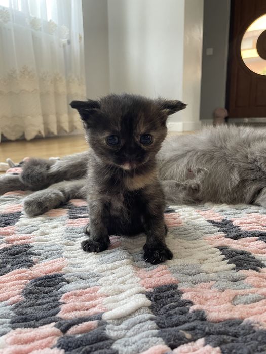 Кошенятко Безкоштовно
