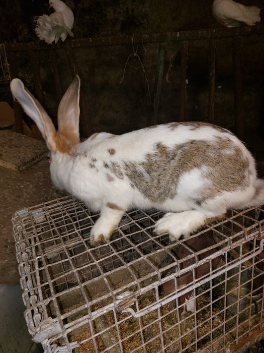 Samice belga olbrzyma