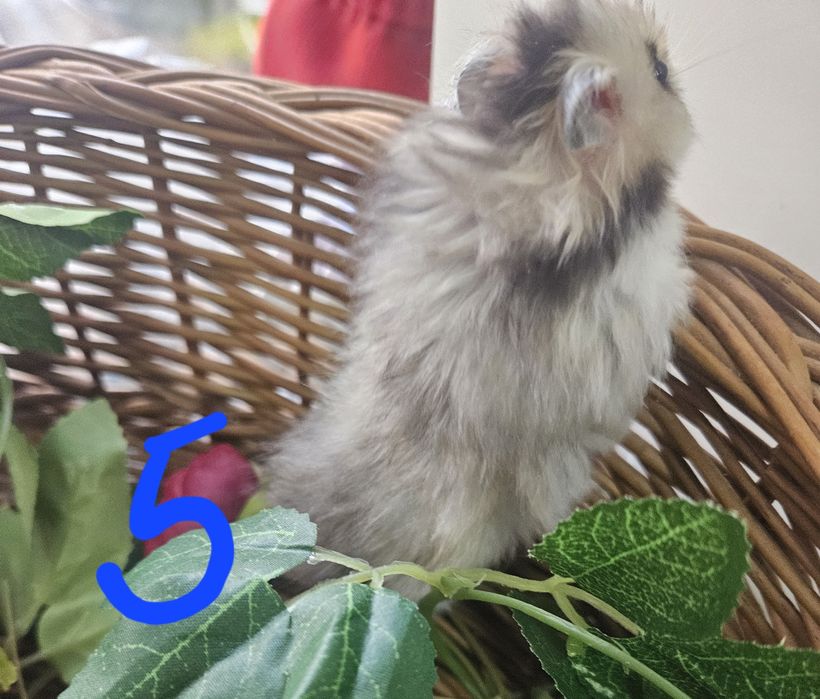 Chomiki syryjskie długowłose