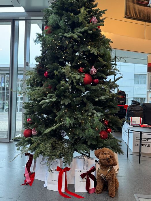 Вʼязка той пудель