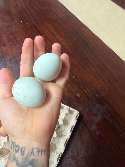 Ovos caseiros galados ( ótimos )