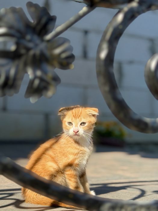 Яскраве руде висловухе кошеня)