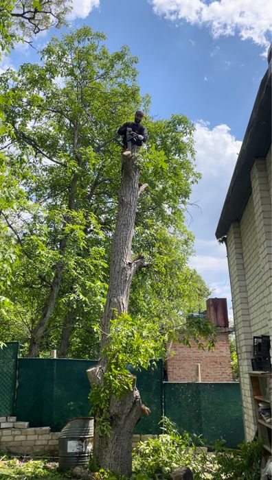 Спилить дерево любой сложности дешево