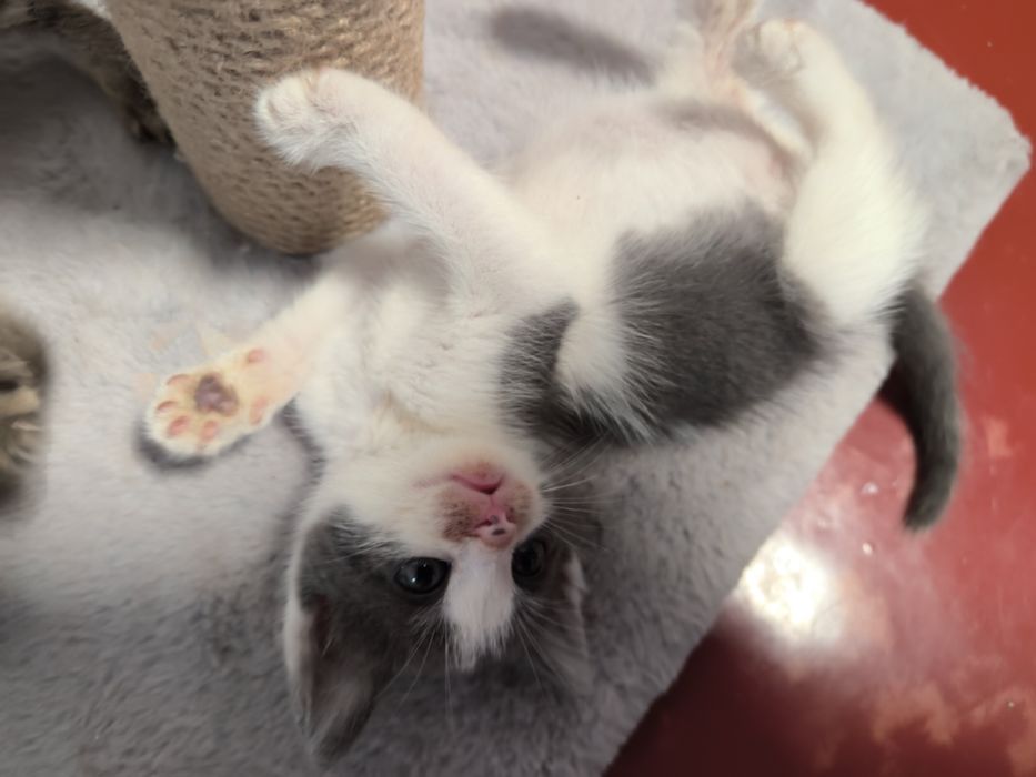 Котята в хорошую семью, 3 мальчика 1 девочка.