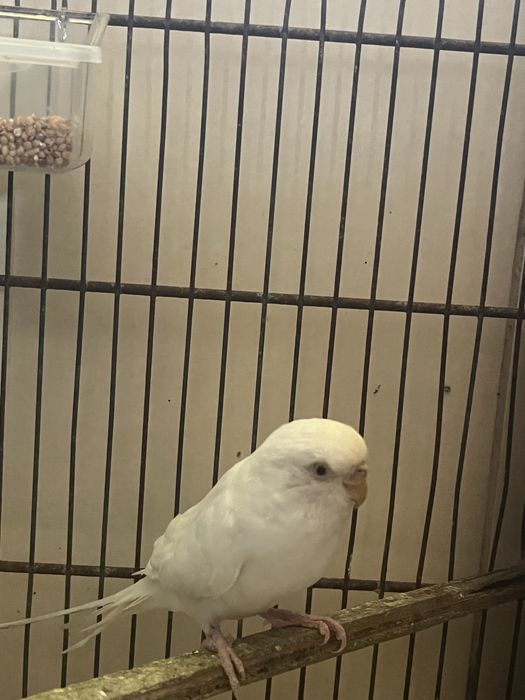 Periquita fêmea albina